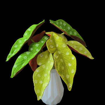 Crochet Polka Dot Begonia plant
