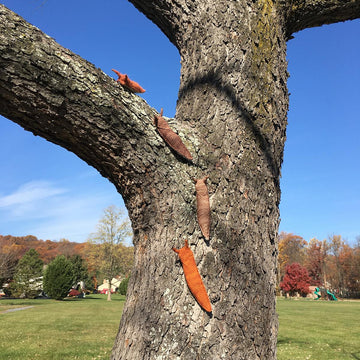 Slug