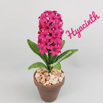 Hyacinth