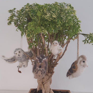 Owls