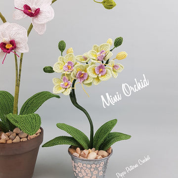 Mini Moth Orchid