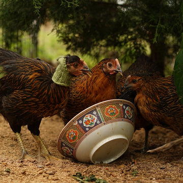 Henpecked Hood
