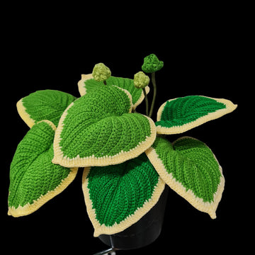 Crochet Hosta plant