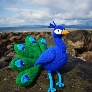 Norman the Peacock