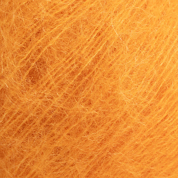 Apricot (16)
