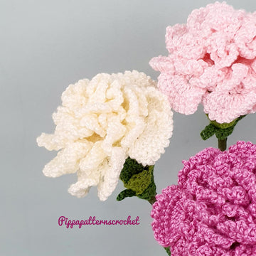 Carnation