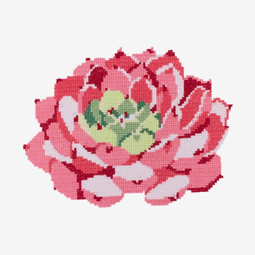 Pink Echeveria Succulent in DMC - PAT0560 - Downloadable PDF