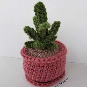 Little Lovely Succulents