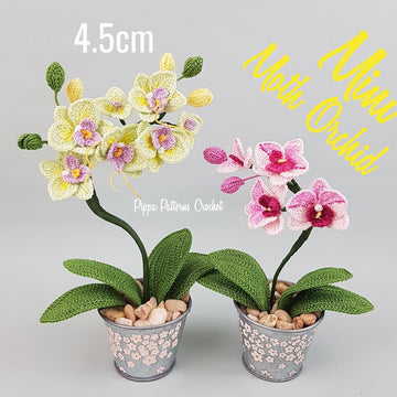 Mini Moth Orchid