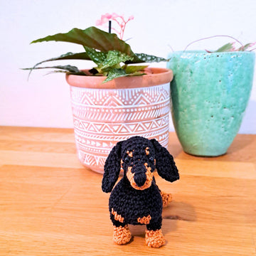 Dachshund