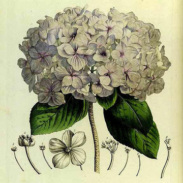 Hortensia Scarf