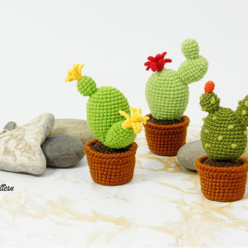 Cactus Collection