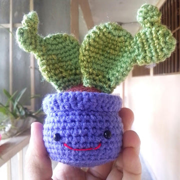 Nopal Cactus Happy