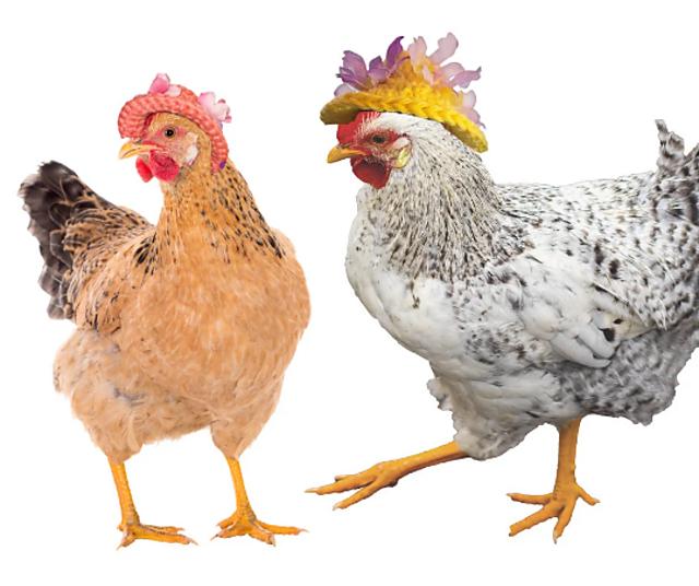 Chicken Bonnet