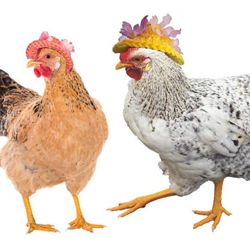 Chicken Bonnet