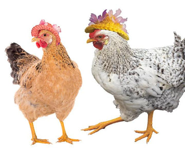 Chicken Bonnet