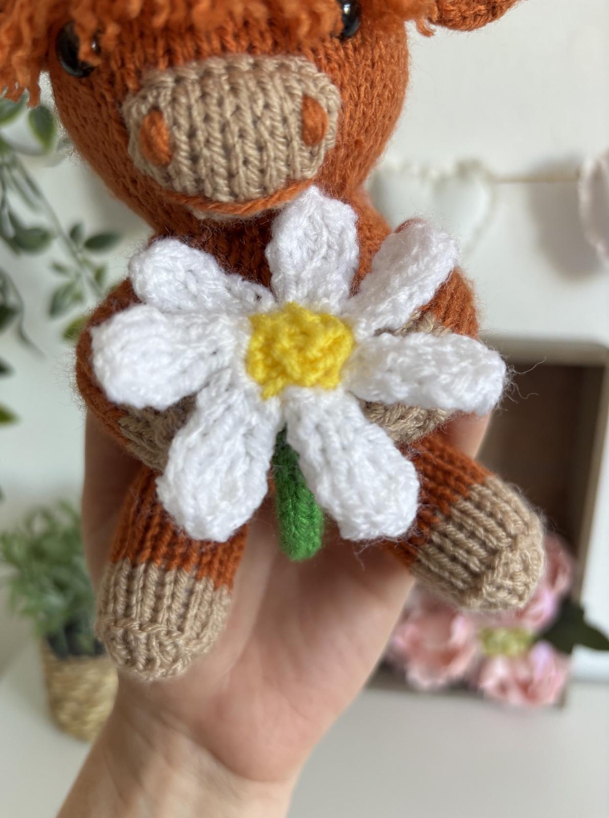 Daisy Highland Cow