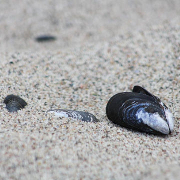 Mytilus