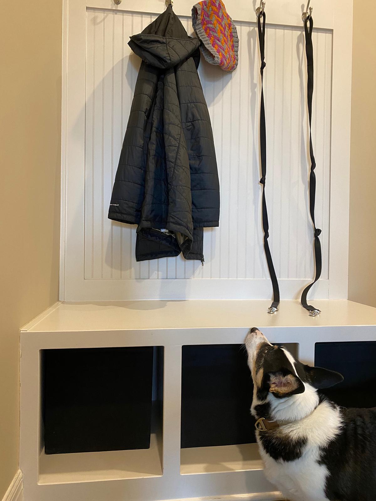 Dog Walker's Cowl