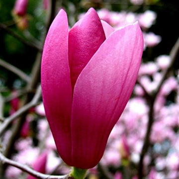 Liliiflora Shawlette