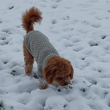 Dog Sweater Charlie No.3