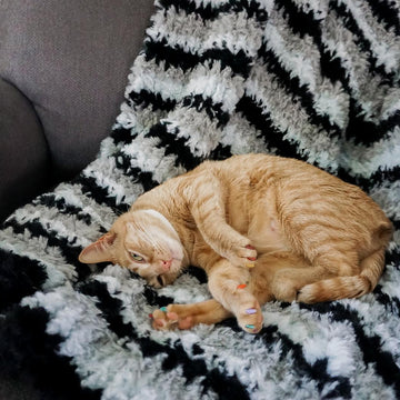 Biscuit Blanket
