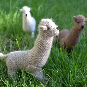 Alpaca