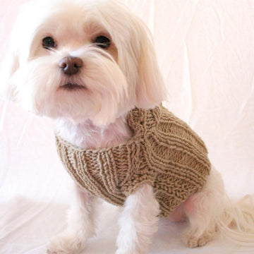 P02 Dog Hoodie Sweater