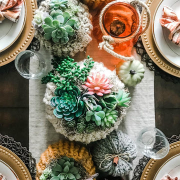 Succulent Pumpkin Cozy