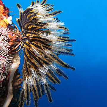 Crinoidea Shawl