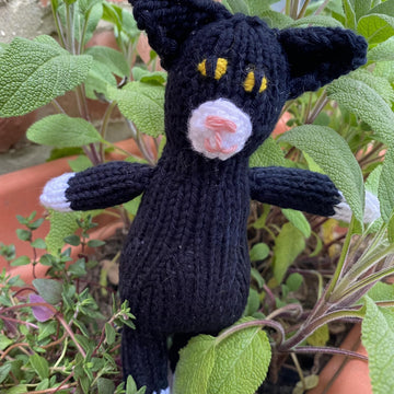 Tiny cat pocket buddy