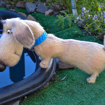 170 Dog Dachshund Coconut