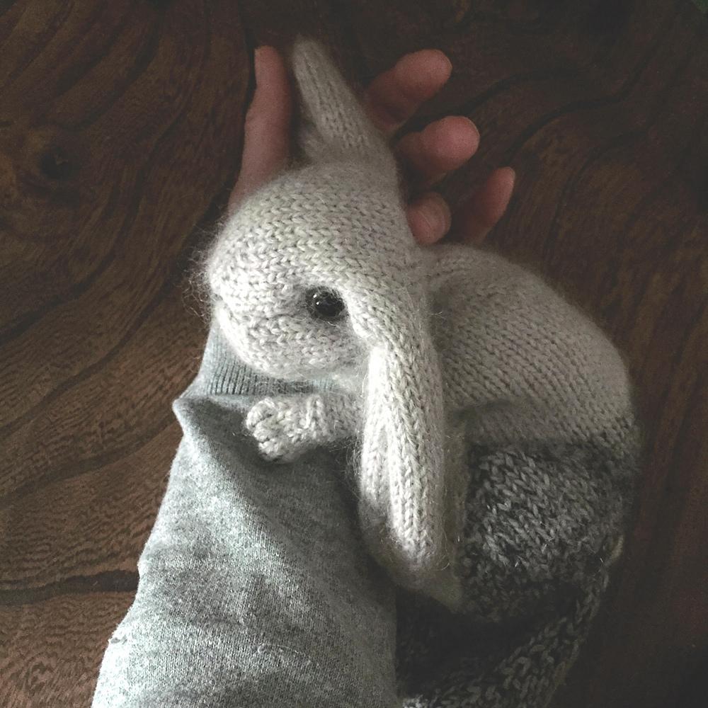 Holland Lop Rabbit
