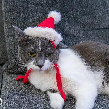 Cat Santa Hat