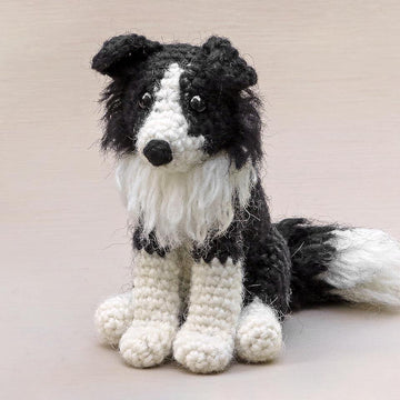 Finnly the Border Collie