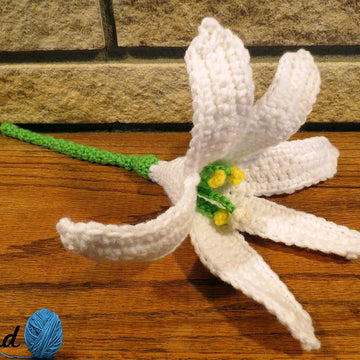 Easter Lily / November Lily