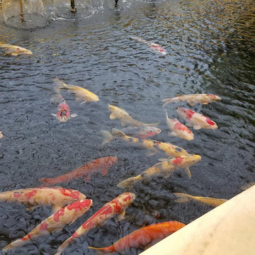 Koi Pond Shrug