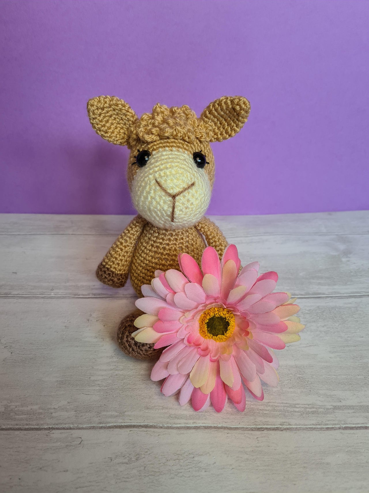 Sweet little Alpaca