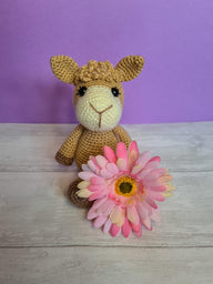 Sweet little Alpaca