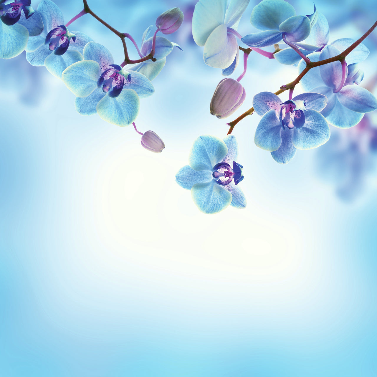 Reminisce Wildflower Double-Sided Cardstock 12"X12" 25/Pkg - Beautiful Blue Flowers