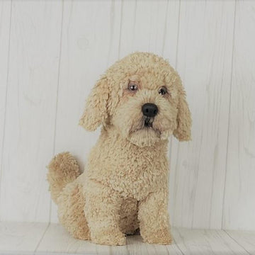 Havanese Dog
