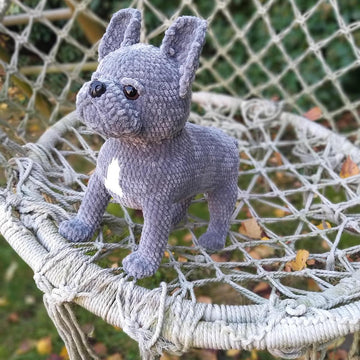 French Bulldog dog