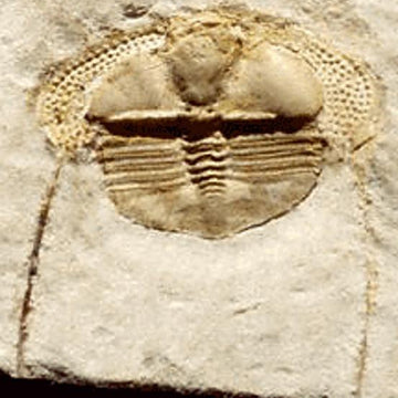 A Trio of Trilobite Hand Warmers
