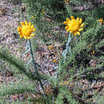 Common Everlasting