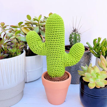 Curtis the Cactus