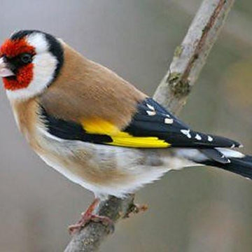 Tribute Shawl: European Goldfinch