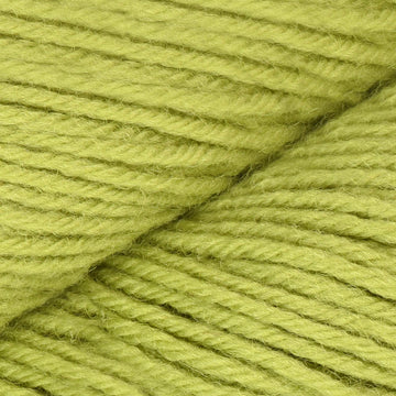 Lime Tree (12286)