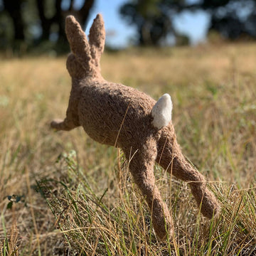 McGregor's Rabbit