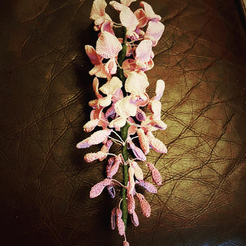 Wisteria