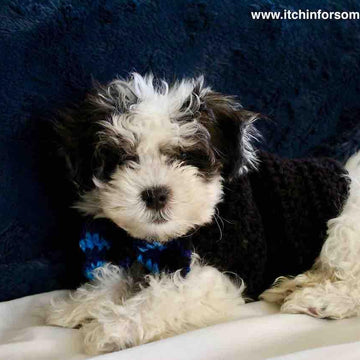 Quick and Easy Puppy Sweater